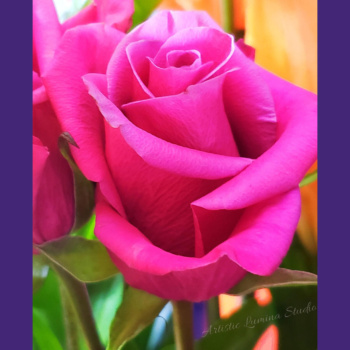 Fuchsia Whispers Fuchsia Whispers