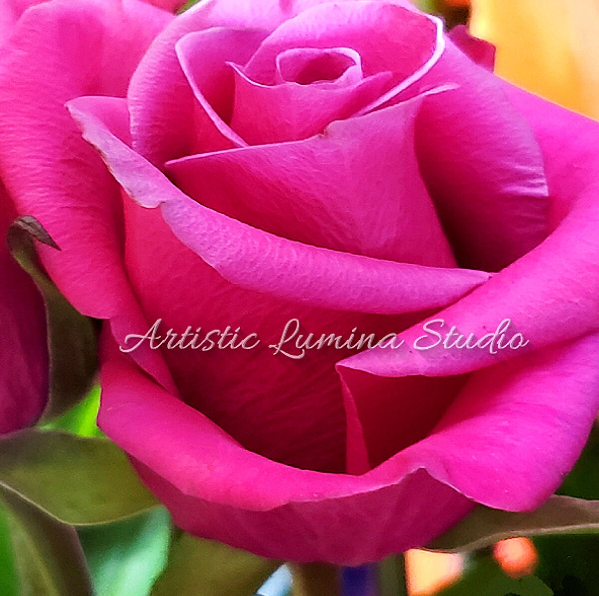 Artistic Lumina Studio hero image featuring pink rose petals.